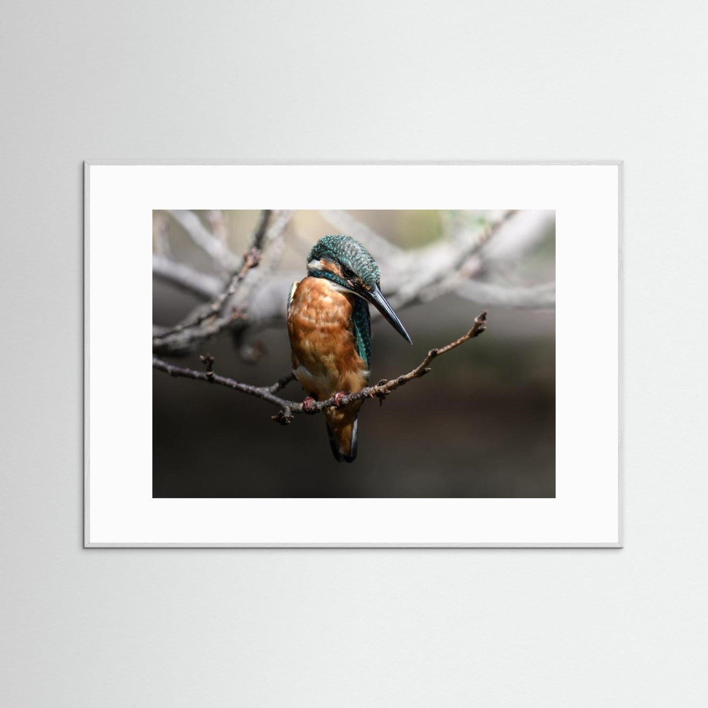 Beautiful Wildlife by Seiichi Tsuboya