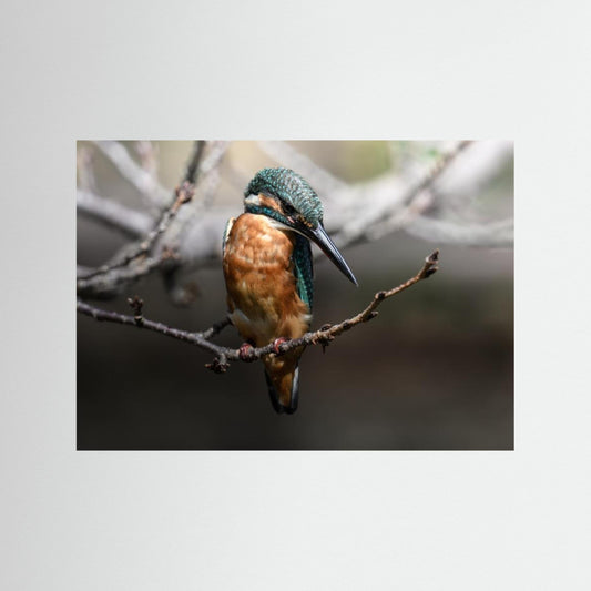 Beautiful Wildlife by Seiichi Tsuboya