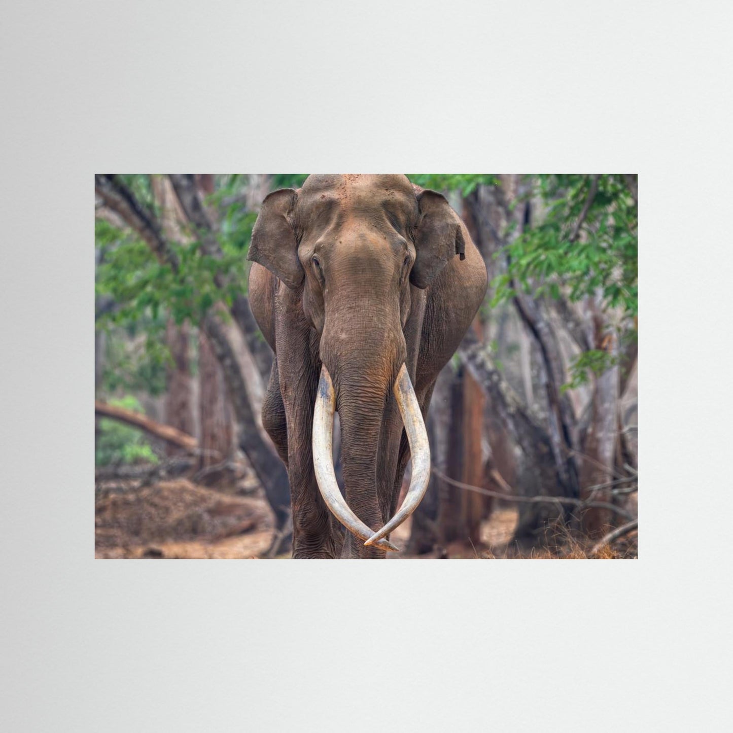 The Mighty by Chiranjib Chakraborty