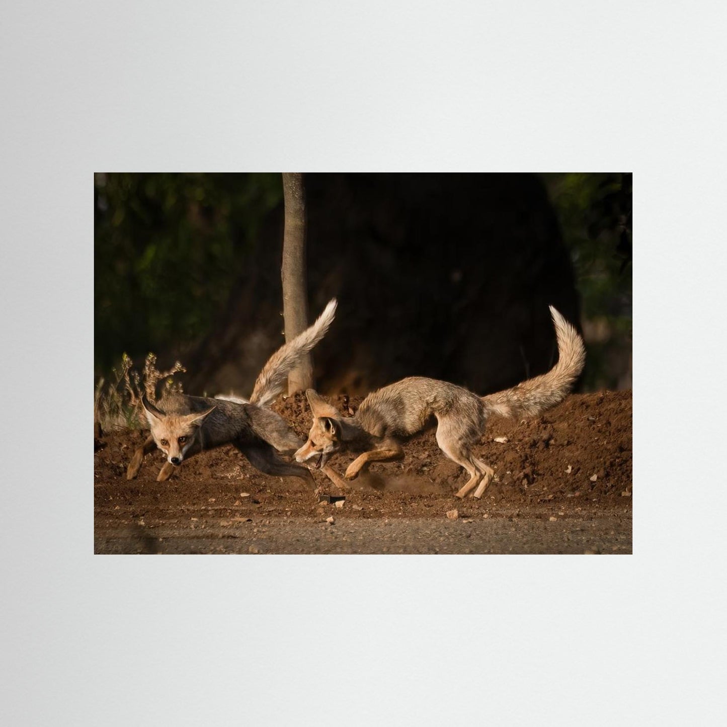 Morning games by Doron Margulies