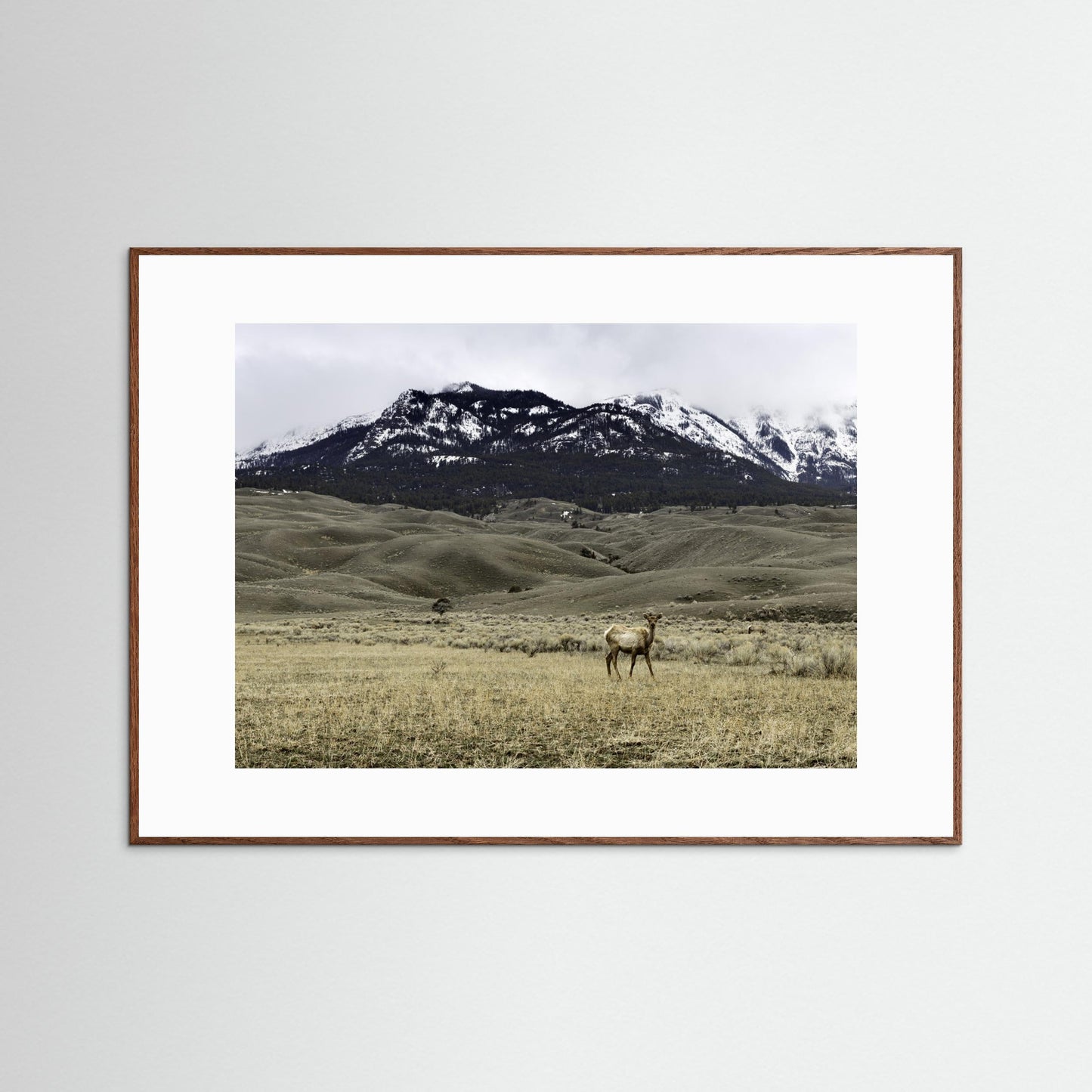 Yellowstone Wildlife by Christian Lindgren
