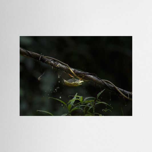 The Water Sipper by Chiranjib Chakraborty
