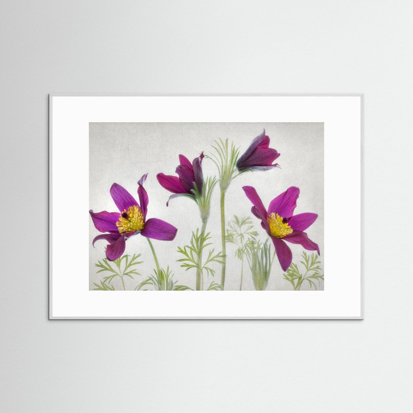Pulsatilla by Mandy Disher