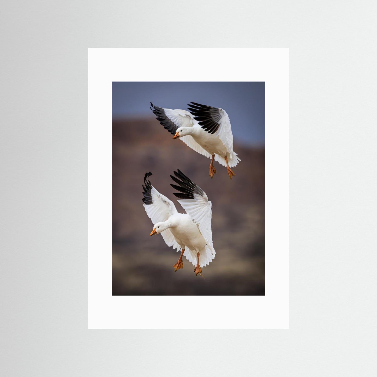 Snow Geese Landing - Bosque del Apache National Wildlife Refuge, NM by Wanghan Li