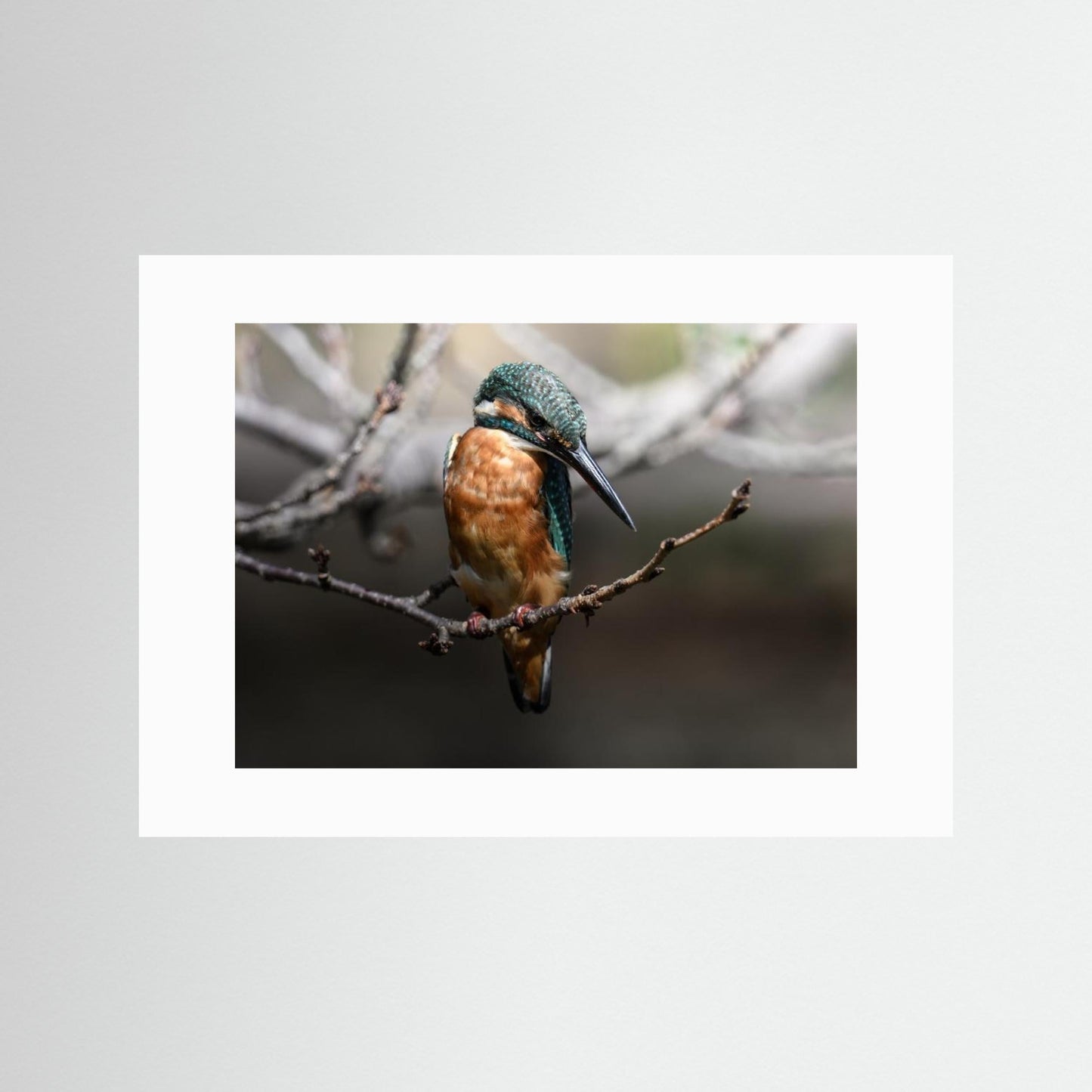 Beautiful Wildlife by Seiichi Tsuboya