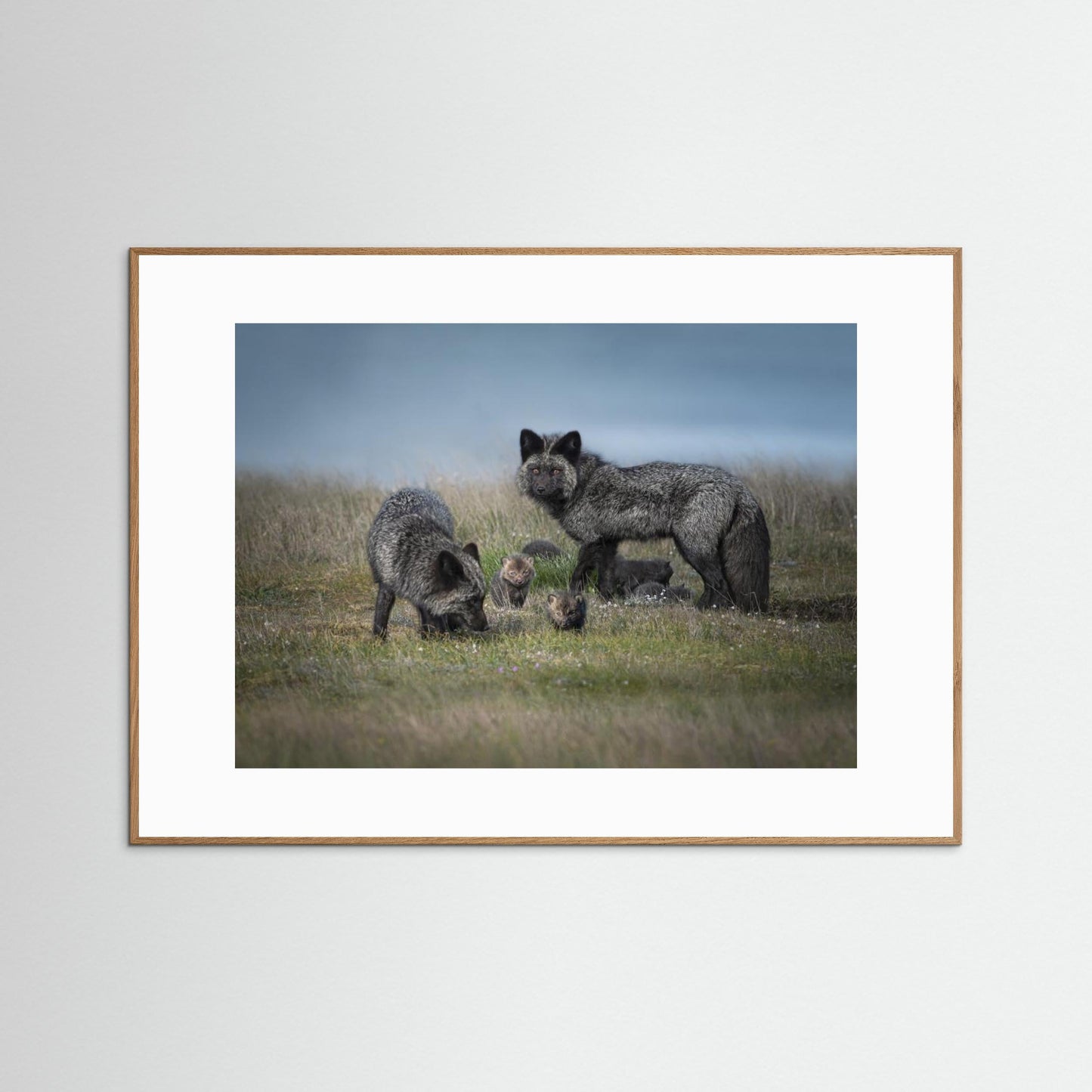 Silver fox family by Larry Deng